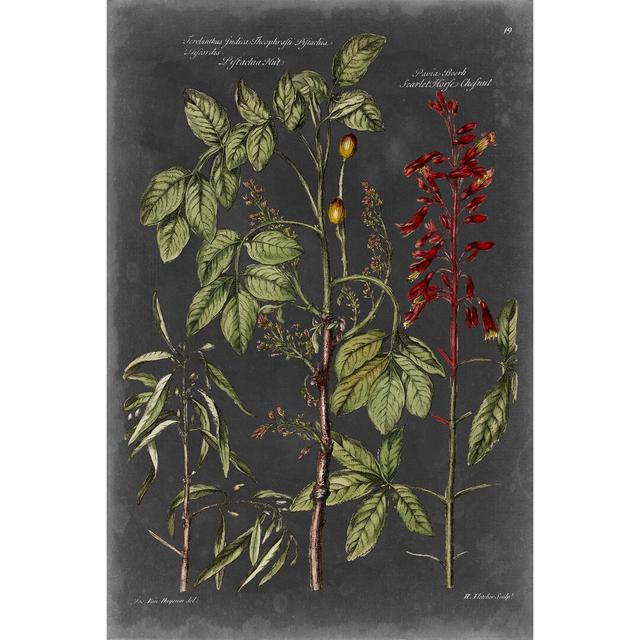 Vintage Botanical Chart III - Wrapped Canvas Painting August Grove Size: 91cm H x 61cm W on Productcaster.