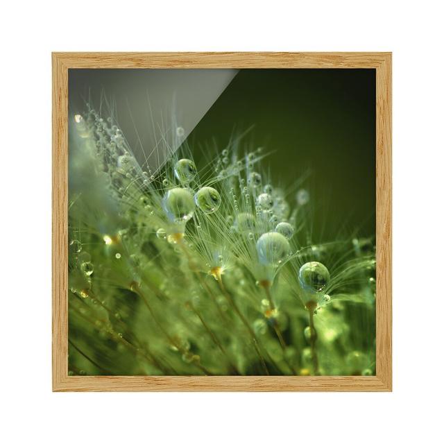 Green Seeds in the Rain - Picture Frame Photograph Rosalind Wheeler Frame Option: Brown Framed, Size: 70cm H x 70cm W x 2cm D on Productcaster.