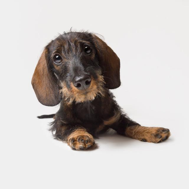 Adorable Dachshund Puppy by Soldt - Wrapped Canvas Print 17 Stories Size: 20cm H x 30cm W x 3.8cm D on Productcaster.