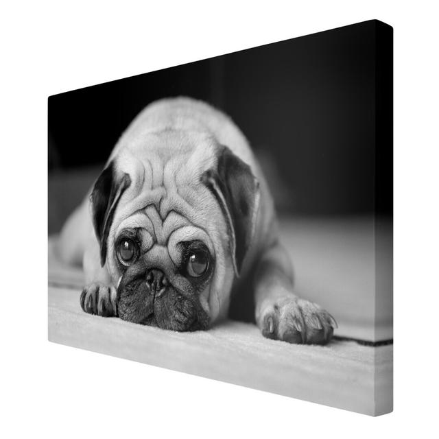 Pug Loves You II Photographic Art Print on Canvas East Urban Home Size: 180cm L x 120cm W on Productcaster.