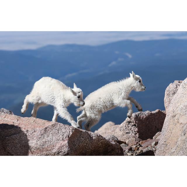 Mountain Goat Kids by - Wrapped Canvas Photograph Alpen Home Size: 81cm H x 122cm W on Productcaster.