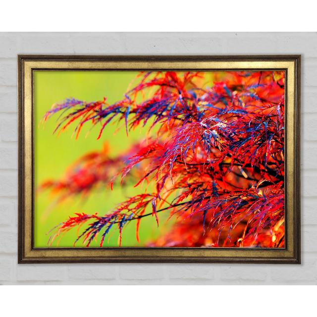 Red Leaves Shrub - Single Picture Frame Art Prints Ebern Designs Size: 21cm H x 29.7cm W x 1.5cm D on Productcaster.