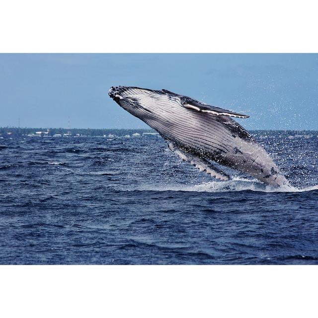 Humpback Whale Breaching - Wrapped Canvas Print Longshore Tides Size: 81cm H x 122cm W x 3.8cm D on Productcaster.