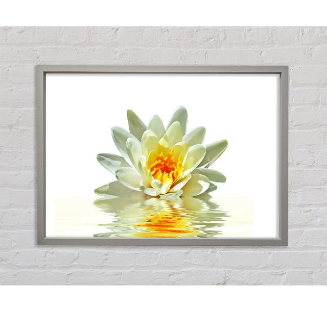 Weiße Seerose Reflexion Blütenblätter - Einzelner Bilderrahmen Kunstdrucke auf Leinwand Bright Star Größe: 59,1 cm H x 84,1 cm B x 3,3 cm T on Productcaster.