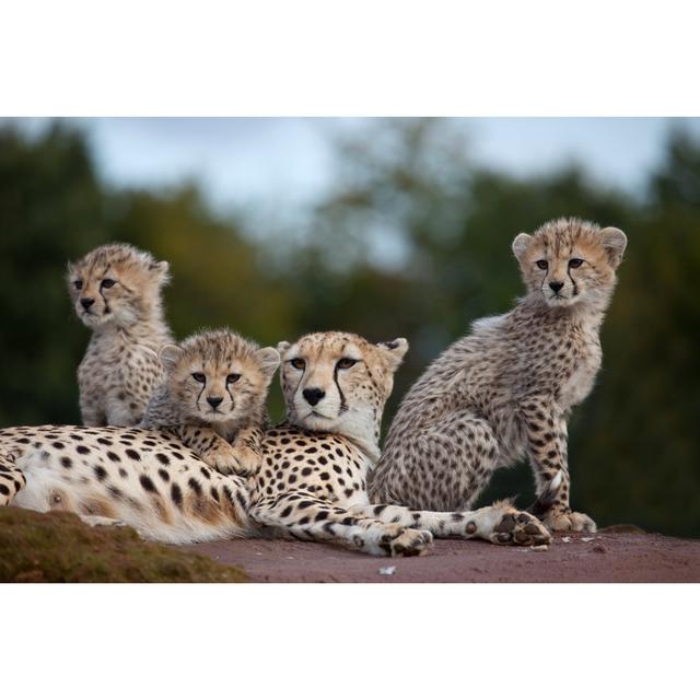 Cheetah Family - Wrapped Canvas Photograph 17 Stories Size: 51cm H x 76cm W on Productcaster.