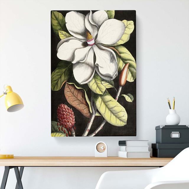 A Laurel Magnolia Tree by Mark Catesby - Wrapped Canvas Print East Urban Home Size: 76cm H x 50cm W x 3cm D on Productcaster.