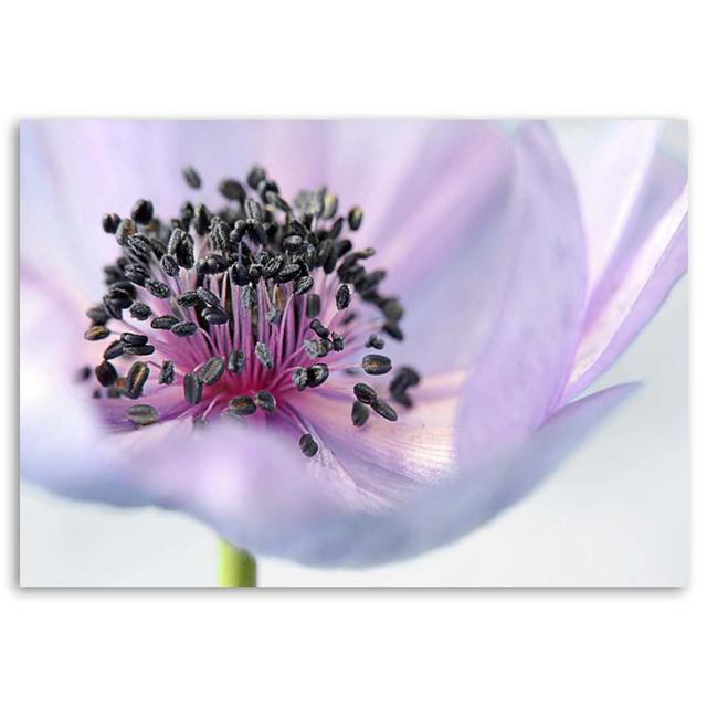 Leinwandbild Purple anemone Ebern Designs Größe: 60 cm H x 90 cm B x 2 cm T on Productcaster.