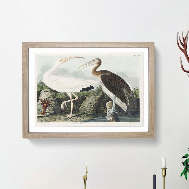 White Ibis Bird & Lobster by John Audubon - Picture Frame Art Prints on MDF East Urban Home Size: 48cm H x 65cm W x 2cm D, Frame Option: Oak Framed on Productcaster.