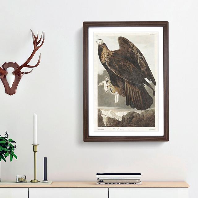 Golden Eagle by John James Audubon - Picture Frame Painting Print East Urban Home Size: 48cm H x 36cm W x 2cm D, Frame Option: Walnut Framed on Productcaster.