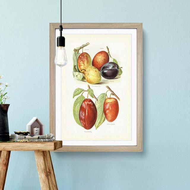 Vintage Illustrations of Plums - Picture Frame Art Print East Urban Home Frame Option: Oak, Size: 76cm H x 50cm W x 2cm D on Productcaster.