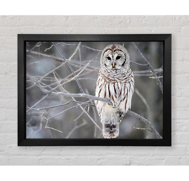 Winter Owl - Print Bright Star Size: 42cm H x 59.7cm W x 3.4cm D on Productcaster.