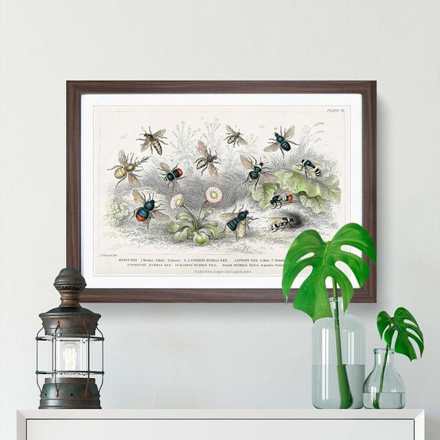 Assortment of Bees by Oliver Goldsmith - Picture Frame Painting on Paper East Urban Home Format: Walnut, Size: 33cm H x 45cm W x 2cm D on Productcaster.