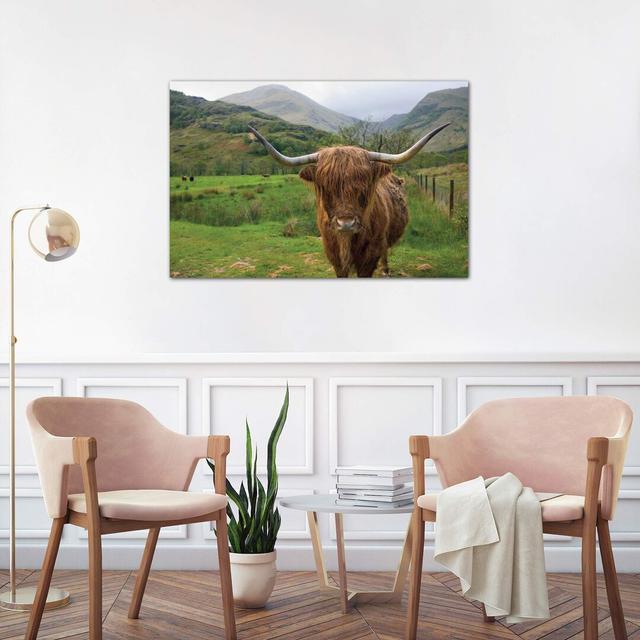 Scottish Highland Cattle III by Alan Majchrowicz - Wrapped Canvas Print August Grove Size: 45.72 cm H x 66.04 cm W x 3.81 cm D on Productcaster.