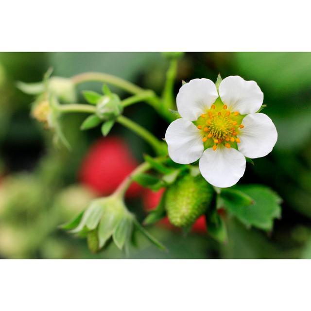 Straberry Blossom von VDCM Image - No Frame Kunstdrucke auf Leinwand 17 Stories Größe: 81 cm H x 122 cm B on Productcaster.