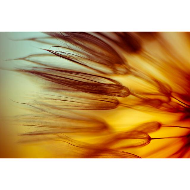 Dandelion seed 125144664 17 Stories Size: 51cm H x 76cm W on Productcaster.