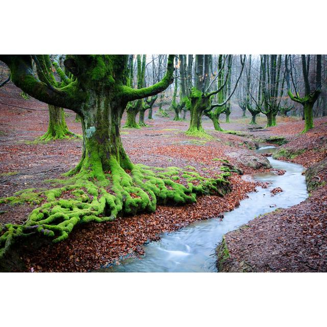 Magic Forest by Hepatus - Wrapped Canvas Print Alpen Home Size: 61cm H x 91cm W on Productcaster.