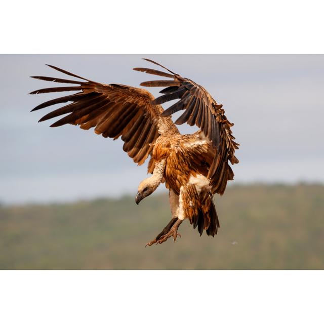 White Backed Vulture by Henk Bogaard - Wrapped Canvas Photograph Marlow Home Co. Size: 20cm H x 30cm W x 3.8cm D on Productcaster.