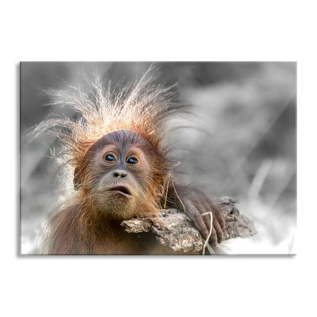 Funny Baby Orangutan With Bark - No Frame Print on Glass Brayden Studio Size: 60cm H x 80cm W x 0.4cm D on Productcaster.