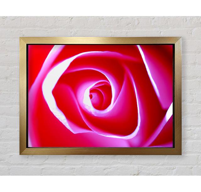 Delicate Pink Rose - Single Picture Frame Art Prints Bright Star Size: 59.7cm H x 84.1cm W x 3.4cm D on Productcaster.