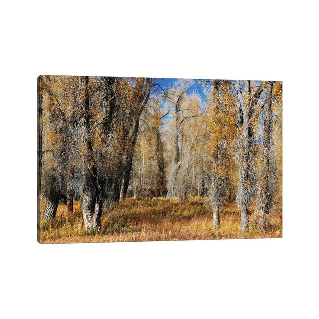 A Field of Autumn Trees by Susan Vizvary - Wrapped Canvas Photograph Alpen Home Size: 30.48cm H x 45.72cm W x 1.91cm D on Productcaster.