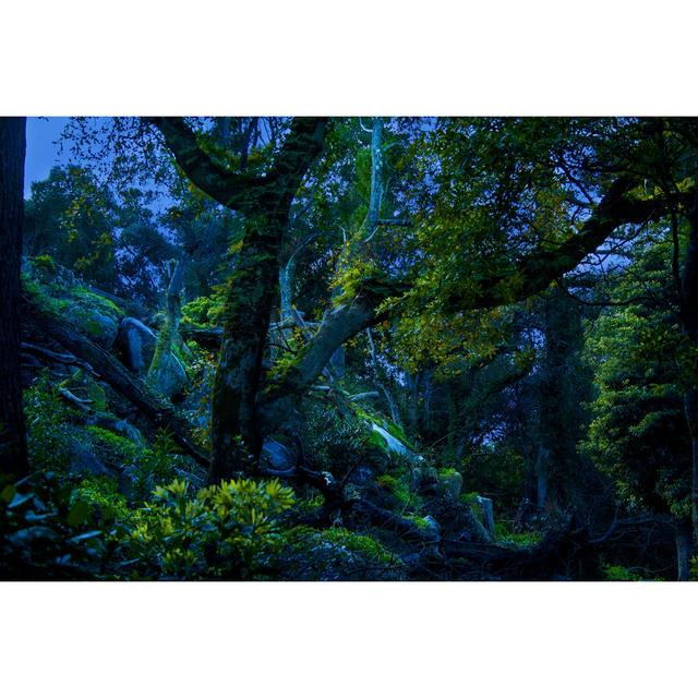 Fairytale Forest by Natalia Babok - Wrapped Canvas Photograph Alpen Home Size: 81cm H x 122cm W on Productcaster.