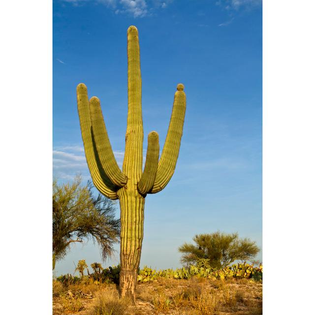 Saguaros Kaktus von Frogman1484 - Druck Natur Pur Größe: 122cm H x 81cm B on Productcaster.