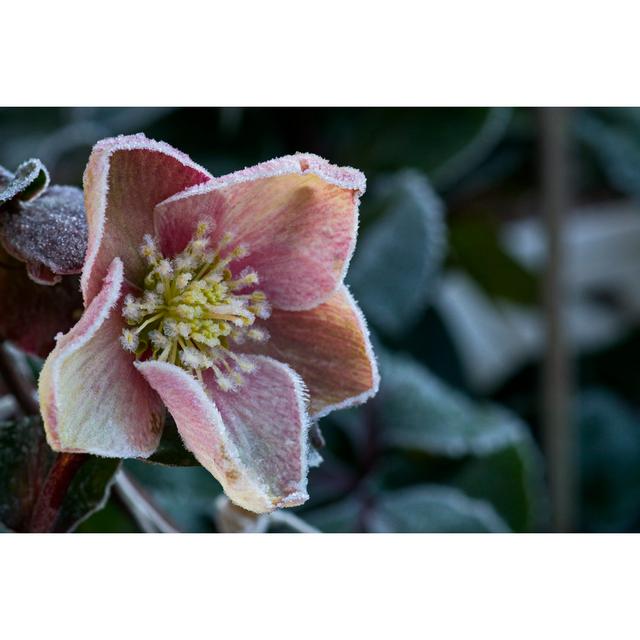 Close-up Of Helleborus Orientali by Ralf Menache - No Frame Print on Canvas 17 Stories Size: 20cm H x 30cm W on Productcaster.