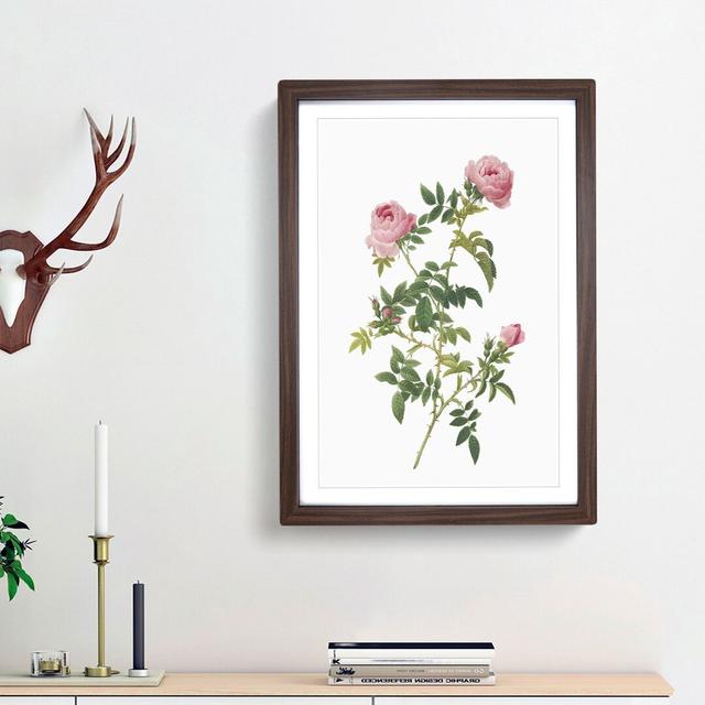 English Roses in Pink by Pierre-Joseph Redoute - Picture Frame Painting Print East Urban Home Size: 48cm H x 36cm W x 2cm D, Frame Option: Walnut Fram on Productcaster.