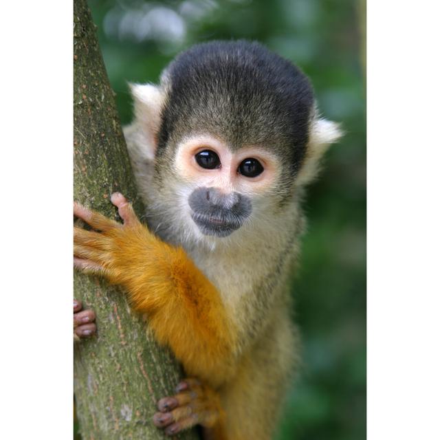 Squirrel Monkey - Wrapped Canvas Photograph Union Rustic Size: 48"H x 32"W on Productcaster.