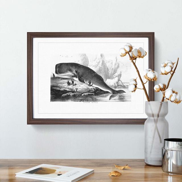 Hunted Sperm Whale by John Karst - Picture Frame Graphic Art Print East Urban Home Frame Option: Walnut Framed, Size: 36cm H x 48cm W x 2cm D on Productcaster.