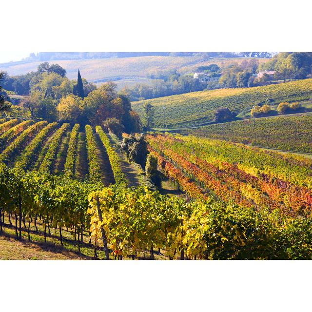 Lidderdale Lidderdale Italian Vineyards by Ermess - Print Alpen Home Size: 30cm H x 46cm W x 3.8cm D on Productcaster.