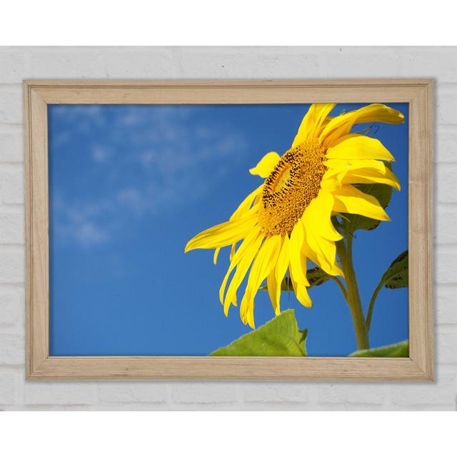 Gelbe Sonnenblume, die über dem Rest steht - Einzelner Bilderrahmen Kunstdrucke Sommerallee Größe: 42 cm H x 59,7 cm B x 1,5 cm T on Productcaster.