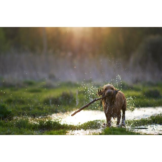 Redhead Spaniel Dog Running With A Stick by Artranq - Wrapped Canvas Print Ebern Designs Size: 8"H x 12"W on Productcaster.