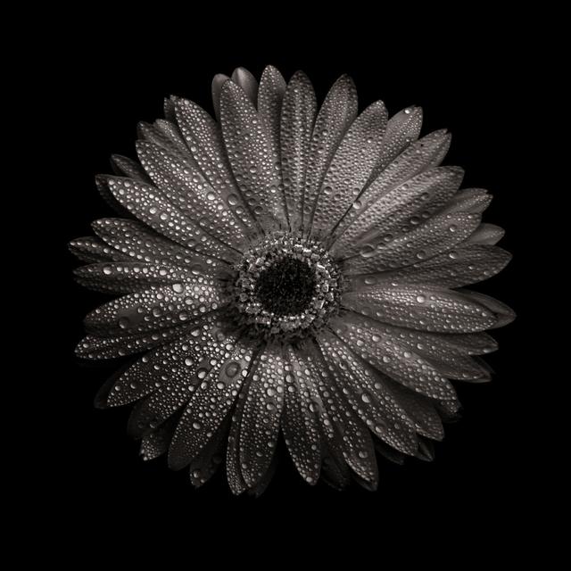 Black and White Gerber Daisy I by Brian Carson - Wrapped Canvas Art Prints Brambly Cottage Size: 30cm H x 30cm W on Productcaster.