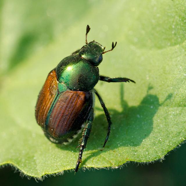 Japanese Beetle by NNehring - Wrapped Canvas Art Prints Brambly Cottage Size: 30cm H x 30cm W on Productcaster.