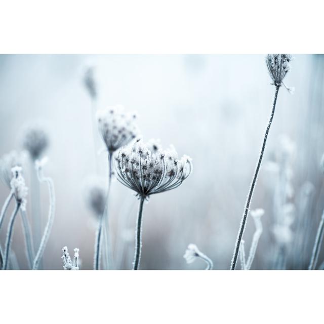 Frozen Annes Lace Wildflowers by Jasmina007 - Print 17 Stories Size: 80cm H x 120cm W on Productcaster.