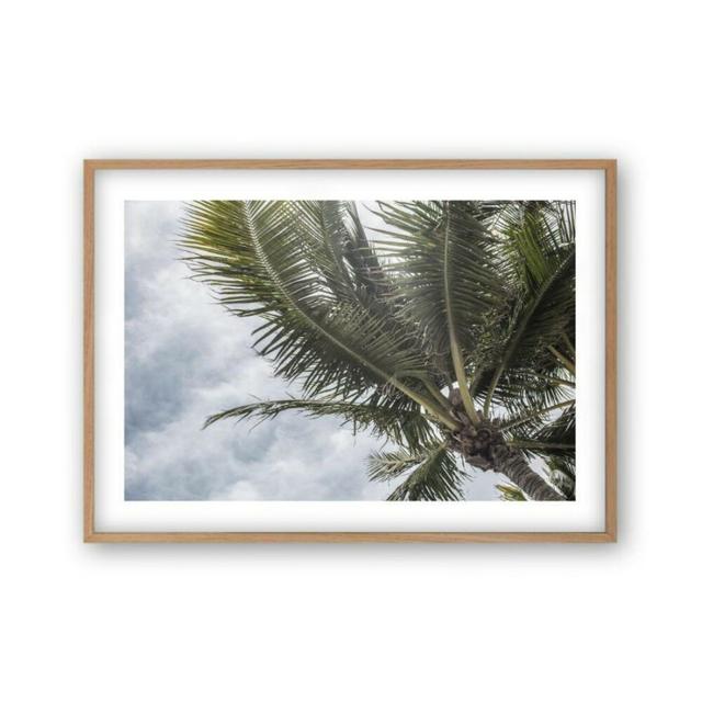 Palm Tree Photograph Blim and Blum Size: 22 cm H x 31 cm W x 2.5 cm D, Format: Oak Frame on Productcaster.