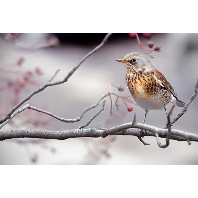 Fieldfare by LordRunar - No Frame Print on Canvas 17 Stories Size: 80cm H x 120cm W on Productcaster.