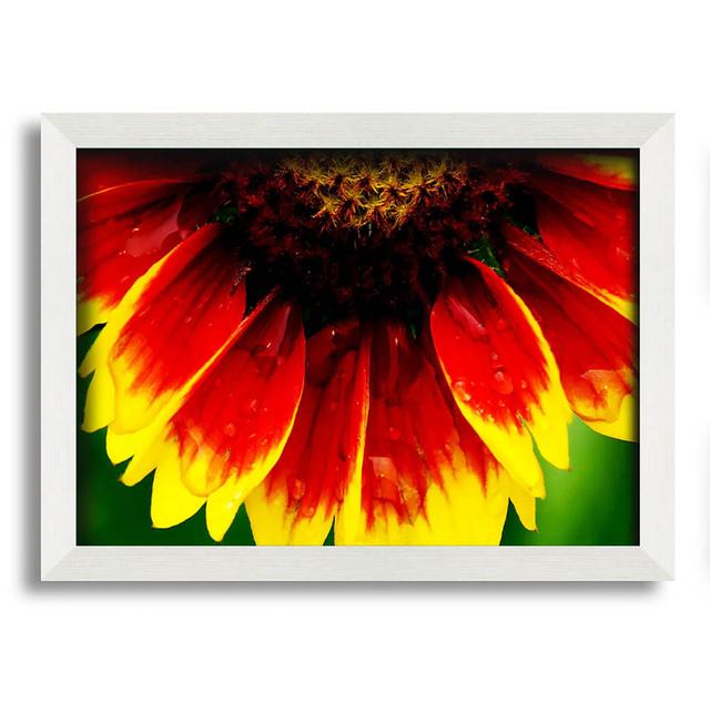 Fire Petal Dewdrop - Single Picture Frame Art Prints Brayden Studio Size: 29.7cm H x 42cm W on Productcaster.