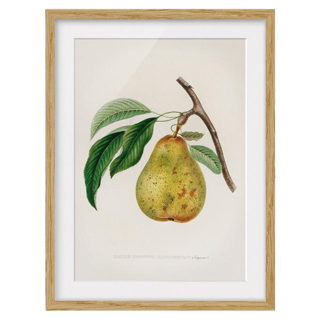 Botany Vintage Illustration Yellow Pear - Picture Frame Graphic Art August Grove Frame Option: Brown, Size: 100cm H x 70cm W x 2cm D on Productcaster.