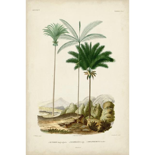 Antique Palm Collection II by M. Charles D'Orbigny - Wrapped Canvas Print 17 Stories Size: 30.48cm H x 20.32cm W x 3.8cm D on Productcaster.