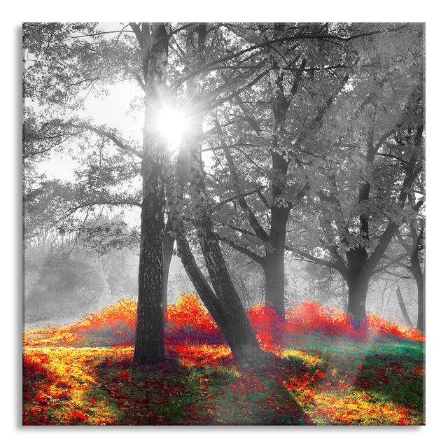 Glasbild Colorful Autumn Trees in the Sun, Black and White Detail Union Rustic Größe: 70 cm H x 70 cm B x 0,4 cm T on Productcaster.