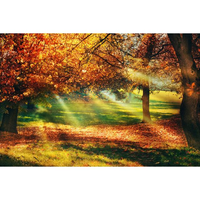 Sunny Fall Day In A Forest by Gilaxia - Wrapped Canvas Art Prints Alpen Home Size: 20cm H x 30cm W on Productcaster.