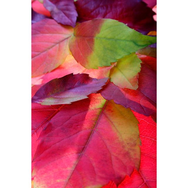 Fallen Autumn Leaves by Pkruger - Wrapped Canvas Print 17 Stories Size: 30cm H x 20cm W on Productcaster.