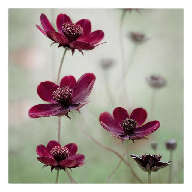 Pink Cosmos - Wrapped Canvas Art Prints Ebern Designs Size: 60cm H x 60cm W on Productcaster.