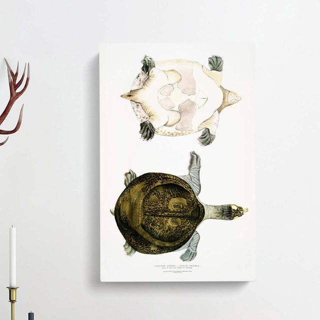 Hurum Trionyx Turtle by John Edward Gray - Wrapped Canvas Painting Print East Urban Home Size: 60cm H x 40cm W x 3cm D on Productcaster.