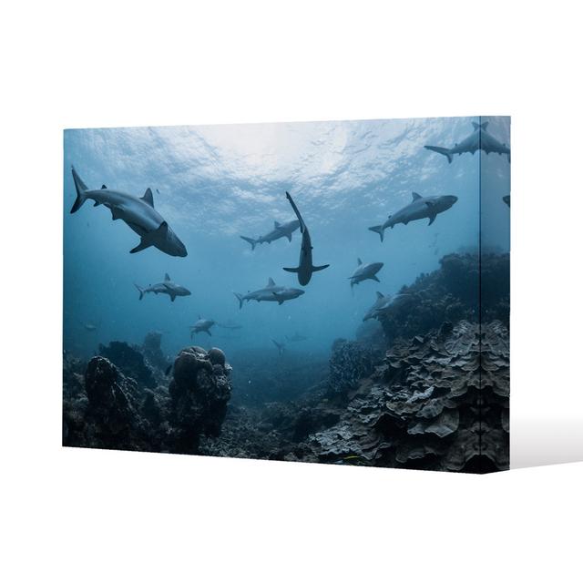 Schooling Grey Reef Sharks, Ningaloo Reef, Western Australia Canvas Print Andrew Lee on Productcaster.