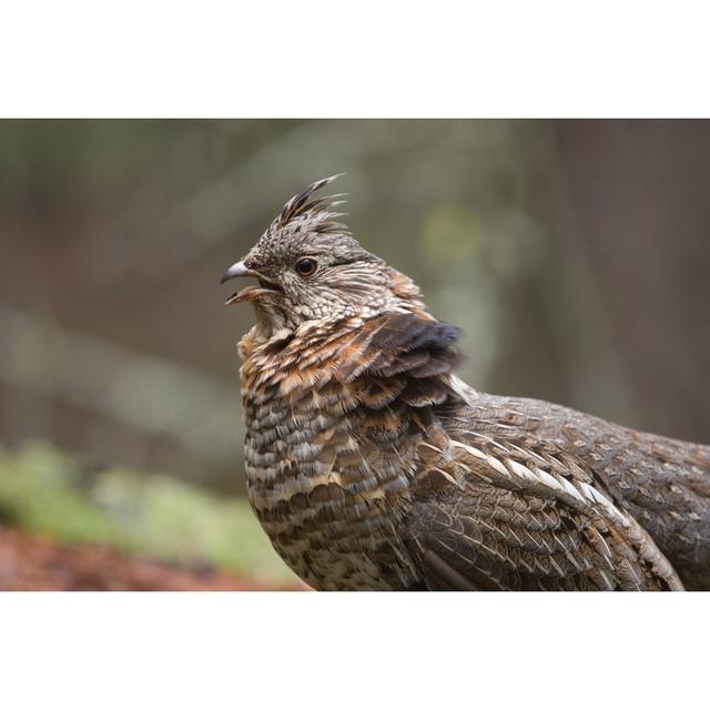 Wild Ruffed Grouse by R_Koopmans - No Frame Art Prints on Canvas 17 Stories Size: 51cm H x 76cm W on Productcaster.