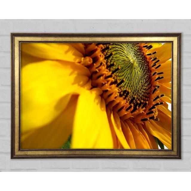 Sunflower Side - Print Brambly Cottage Size: 29.7cm H x 42cm W x 1.5cm D on Productcaster.