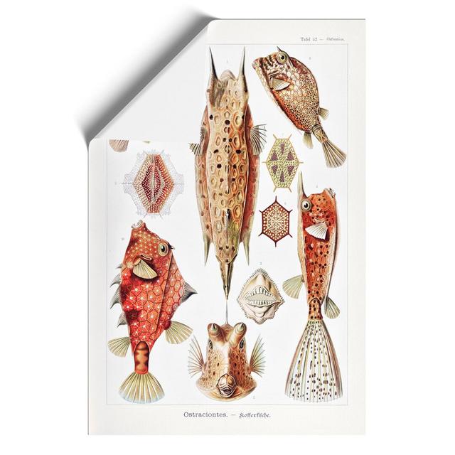 Selection Of Fish by Ernst Haeckel - No Frame Print East Urban Home Size: 59cm H x 42cm W x 0.1cm D on Productcaster.